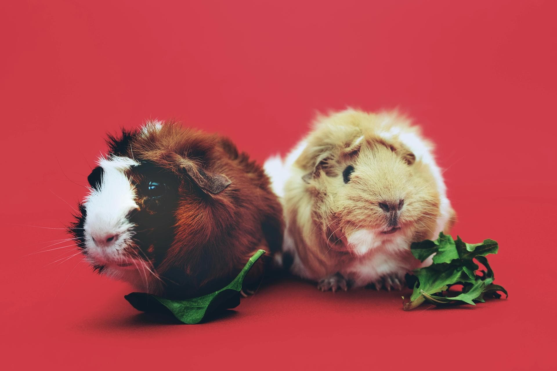 Dog & Cat Vets in Derry/Londonderry