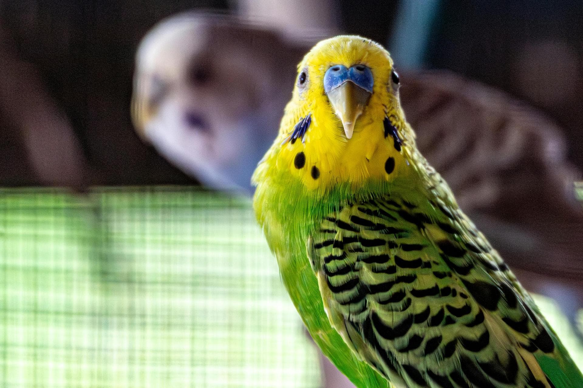 Specialist Vets in Derry/Londonderry